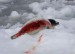 ...Zabité tulení mládě